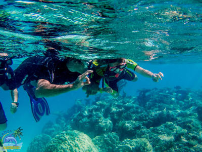 Excursion snorkeling à Tikehau