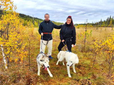 Aventura nocturna en tierras salvajes con huskies desde Strömsund, en el condado de Jämtland