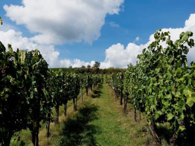 Circuit touristique privée en minibus à la plage de Falassarna depuis la Canée avec visite d'un vignoble local en Crète