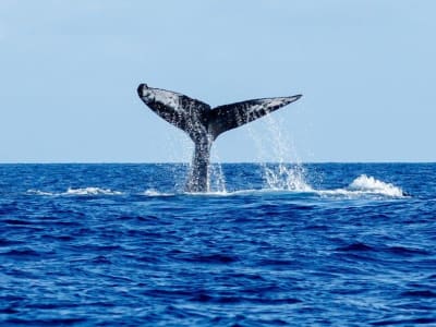 Wal- und Delfinbeobachtungstour rund um Madeira