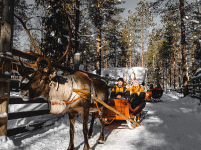 Excursión en trineo tirado por renos en Saariselkä