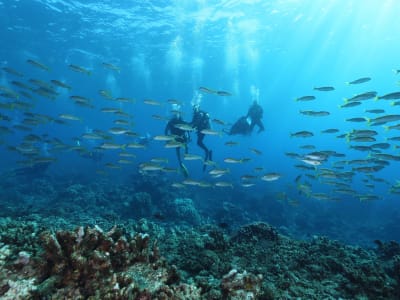 Découverte de la plongée à Tahiti