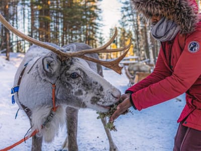 Rentierschlittenfahrt und Bauernhofbesuch ab Rovaniemi