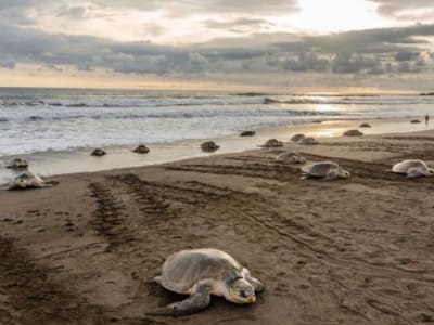 Turtle sighting at Minas Beach near Tamarindo, Costa Rica