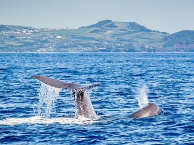 Walbeobachtung von Angra do Heroísmo auf der Insel Terceira