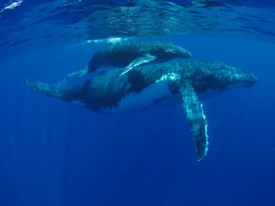 Observation des baleines à bosse à Moorea