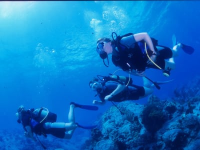 Geführte oder autonome Abenteuertauchgänge im Cousteau-Reservat, Guadeloupe