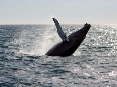 Croisière d'observation des baleines et des aurores boréales au départ de Reykjavik