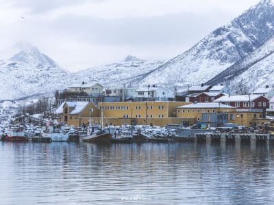 Visite en minibus des îles Senja et Kvaløya au départ de Tromsø