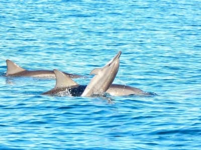 Nadar con delfines en la bahía de Tamarin, Mauricio