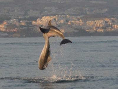 Observation des dauphins en bateau depuis Fuengirola, Malaga