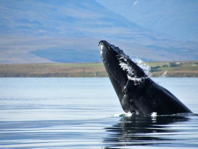 Observation des baleines dans le fjord Eyjafjörður depuis Akureyri