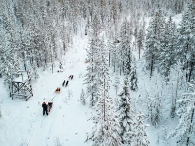 Self-Drive Dog Sledding and Snowmobile Excursion from Rovaniemi