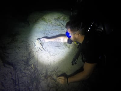 Night Dive in Green Bay, Protaras