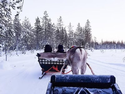 Reindeer Sledding Safari and Farm Visit in Pyhä