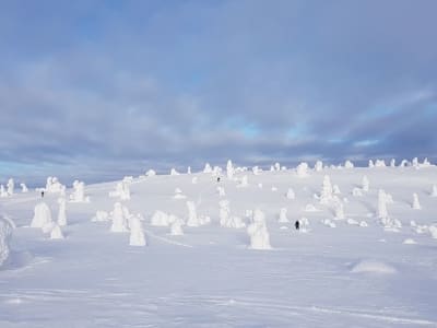 Sonnenaufgangs-Schneeschuhwanderung im Riisitunturi-Nationalpark