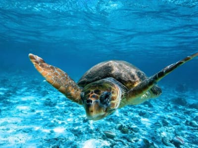 Excursion d'une demi-journée à l'île de la Tortue et aux grottes de Keri au départ de Zante