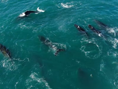 Humpback whale watching boat expedition near Cape Town