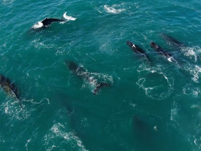 Humpback Whale Supergroup expedition on South Africa's West Coast