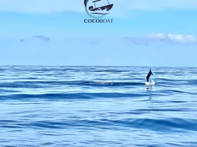 Nadar con los delfines de Reunión en Saint-Gilles