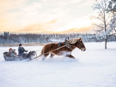 Excursion en traîneau à cheval à Hiukkajoki, près de Savonlinna