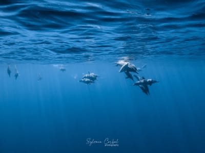 Delphine und Wale Ausflug in Saint-Gilles, Insel La Réunion