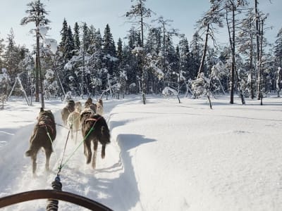 Hundeschlittenfahrt durch das Weihnachtsdorf in Rovaniemi