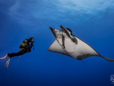 Guided adventure dives around Santa Maria, Azores