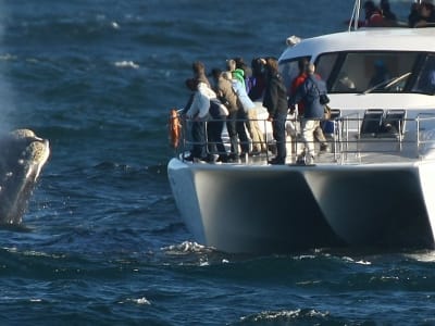 Whale watching trip from Hermanus, South Africa