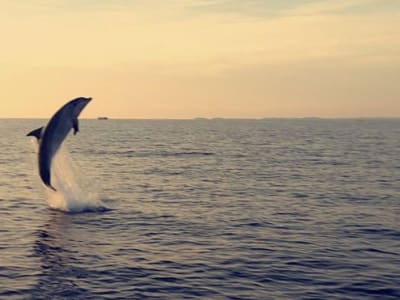 Safari d’observation des dauphins au départ de Fažana près de Pula