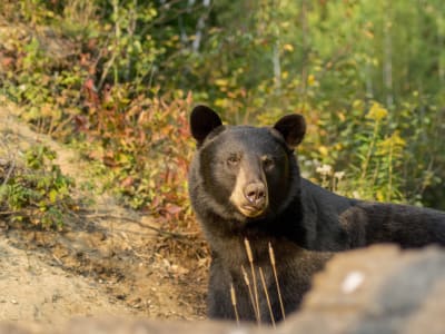 Black bear sighting near Tadoussac