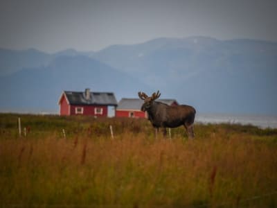 Elchsafari auf den Vesterålen von Sortland aus