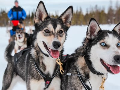 Safari en traîneau à chiens de niveau intermédiaire à Ylläs