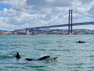 Avistamiento de delfines en Lisboa