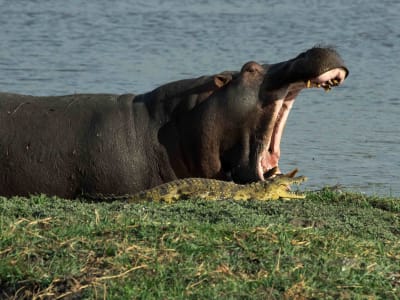 Safari et camping dans le parc national de Chobe, au départ des chutes Victoria 