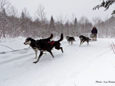 Excursión en trineo tirado por perros cerca del lago St Joseph, Quebec