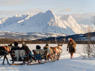 Paseo en trineo tirado por renos y experiencia cultural sami desde Tromsø