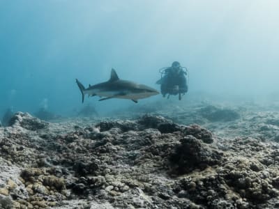 Inmersión guiada de exploración oceánica en Moorea