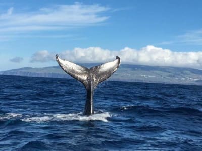 Walbeobachtung auf der Insel Terceira