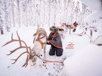 Ride-along Reindeer Sledding Safari in Lapland from Levi