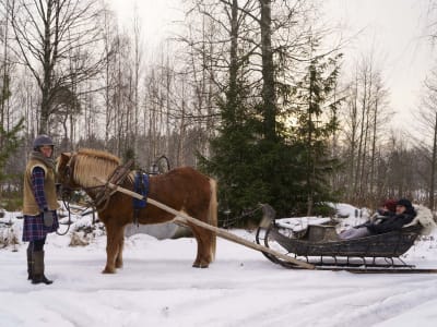 Icelandic Horses Sled Ride in Sysmä near Lahti, Finland