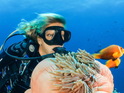 Découverte de la plongée sous-marine en bateau depuis Puerto Rico de Gran Canaria