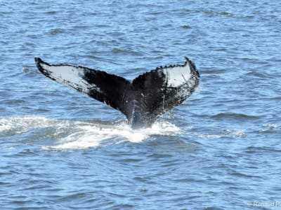 VIP lounge whale cruise in Tadoussac, Quebec