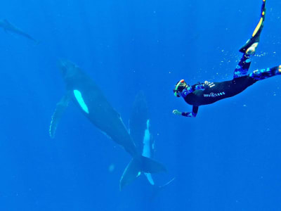 Avistamiento de ballenas y natación en Moorea