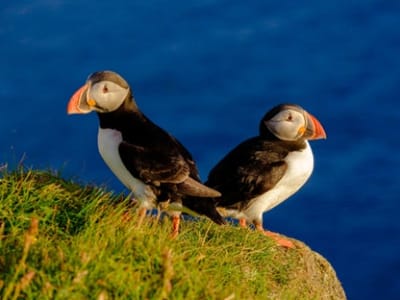 Puffin watching in a RIB boat from Reykjavík