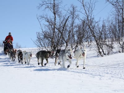 Arctic Dog Sledding in Abisko