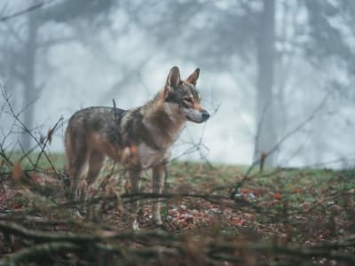 Safari au loup et à la faune sauvage au départ de Stockholm