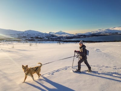 Schneeschuhwanderung mit Huskys auf Kvaløya von Tromsø aus