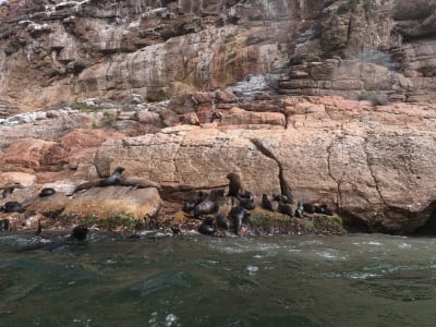 Observation des phoques dans la baie de Plettenberg