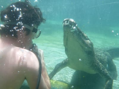 Crocodile cage diving in Victoria Falls